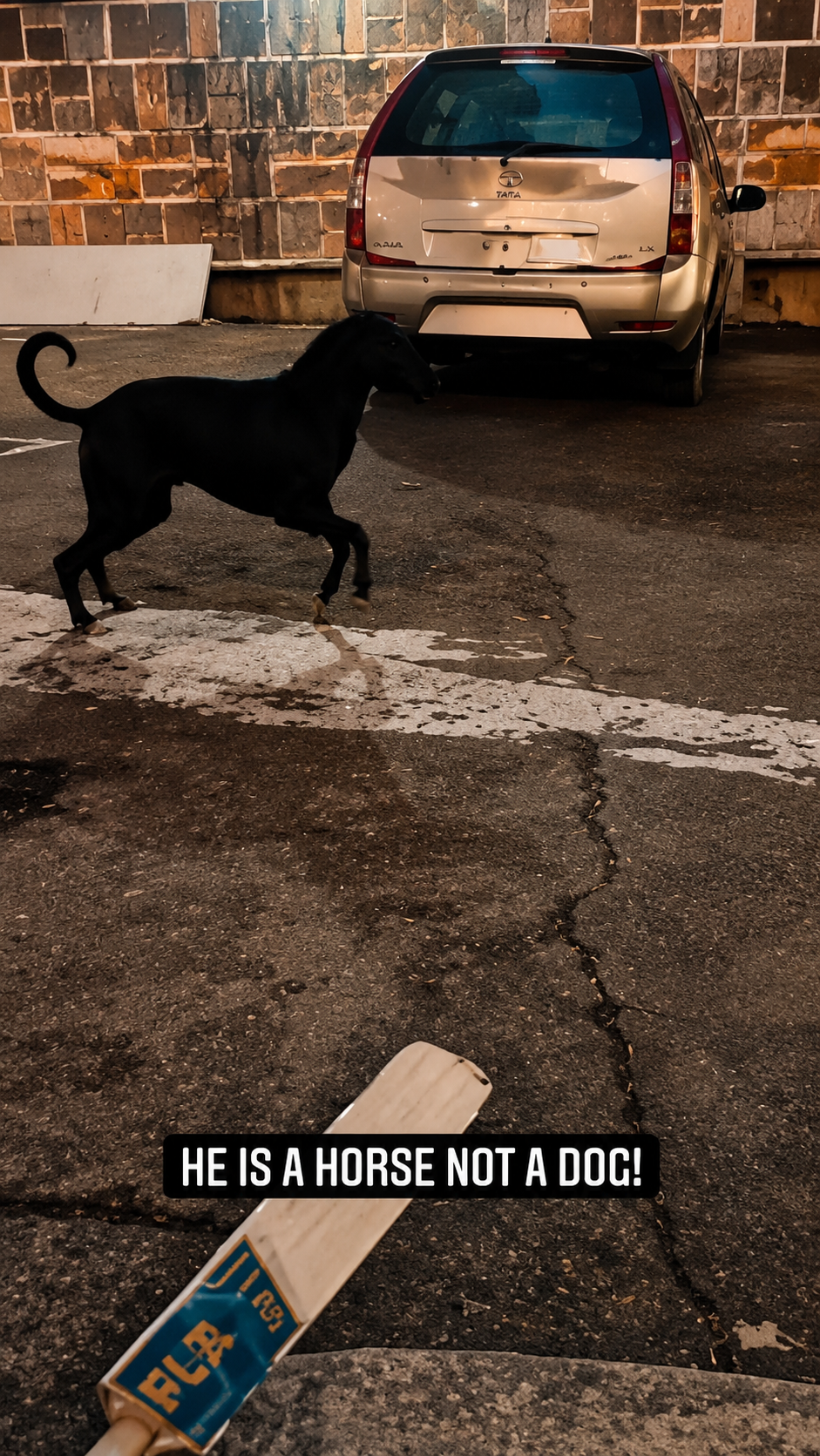 Street cow being cared for, with a compassion message overlay