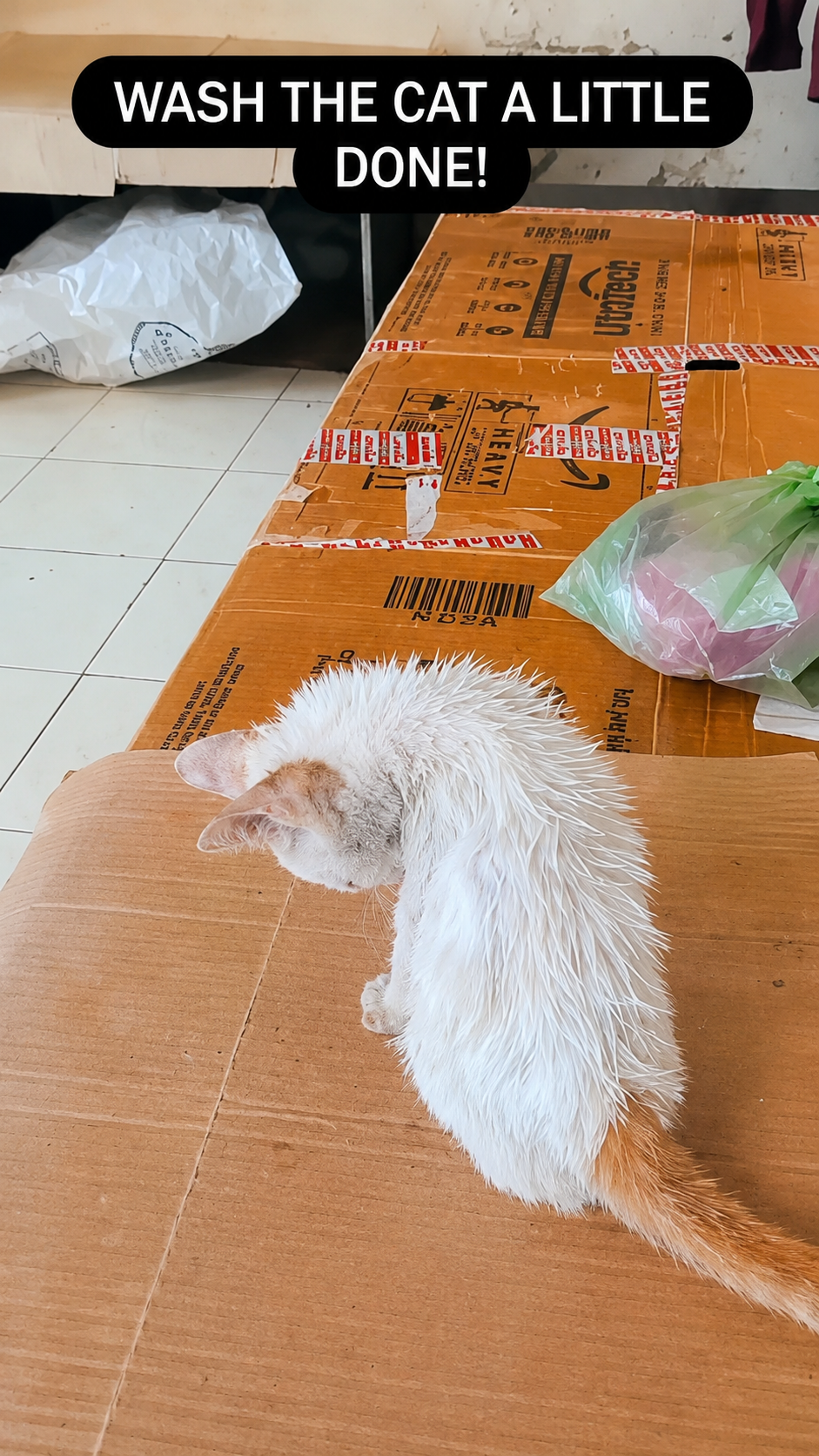 Volunteer gently bathing a rescued cat