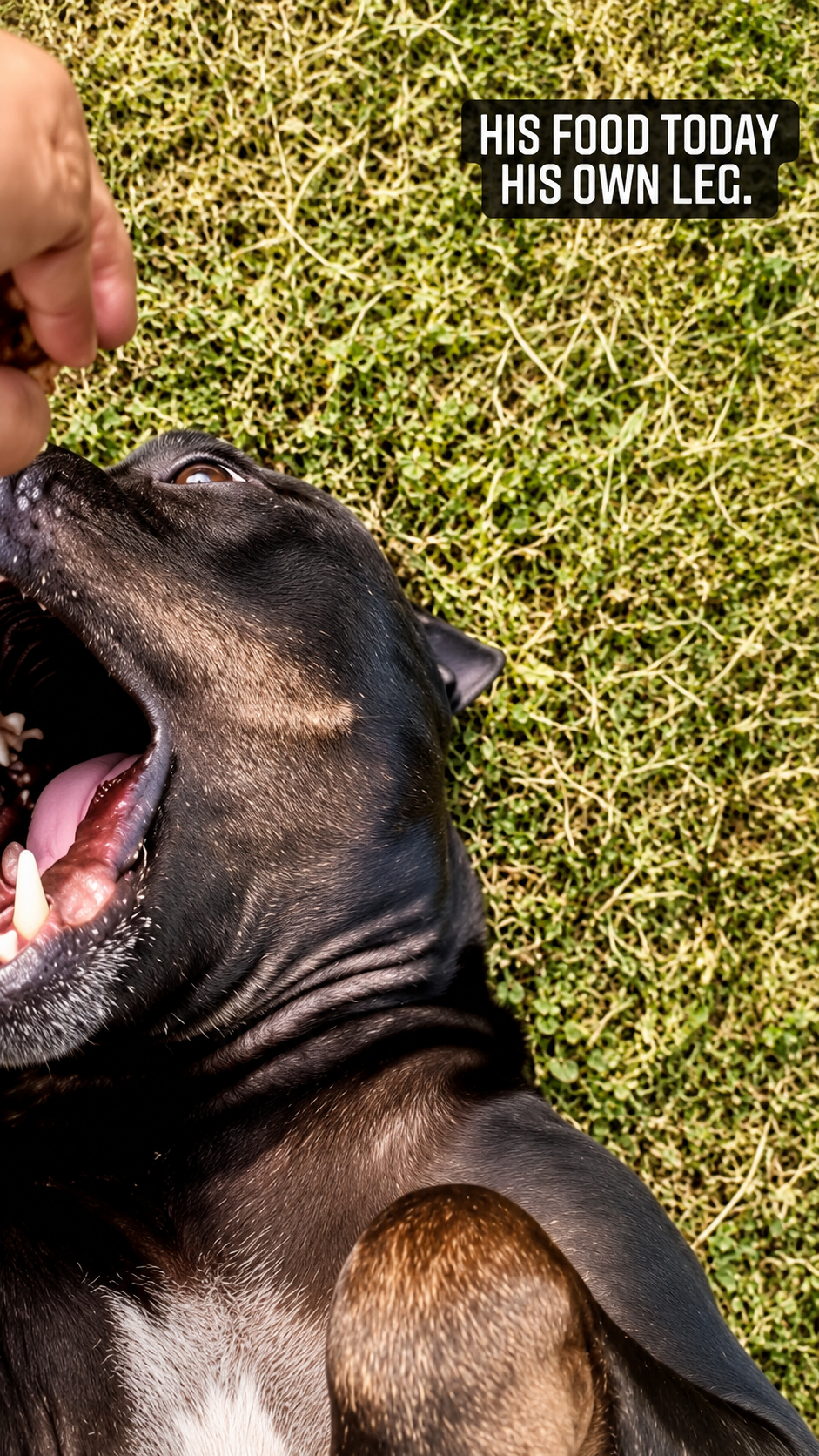 Rescued dog yawning while resting
