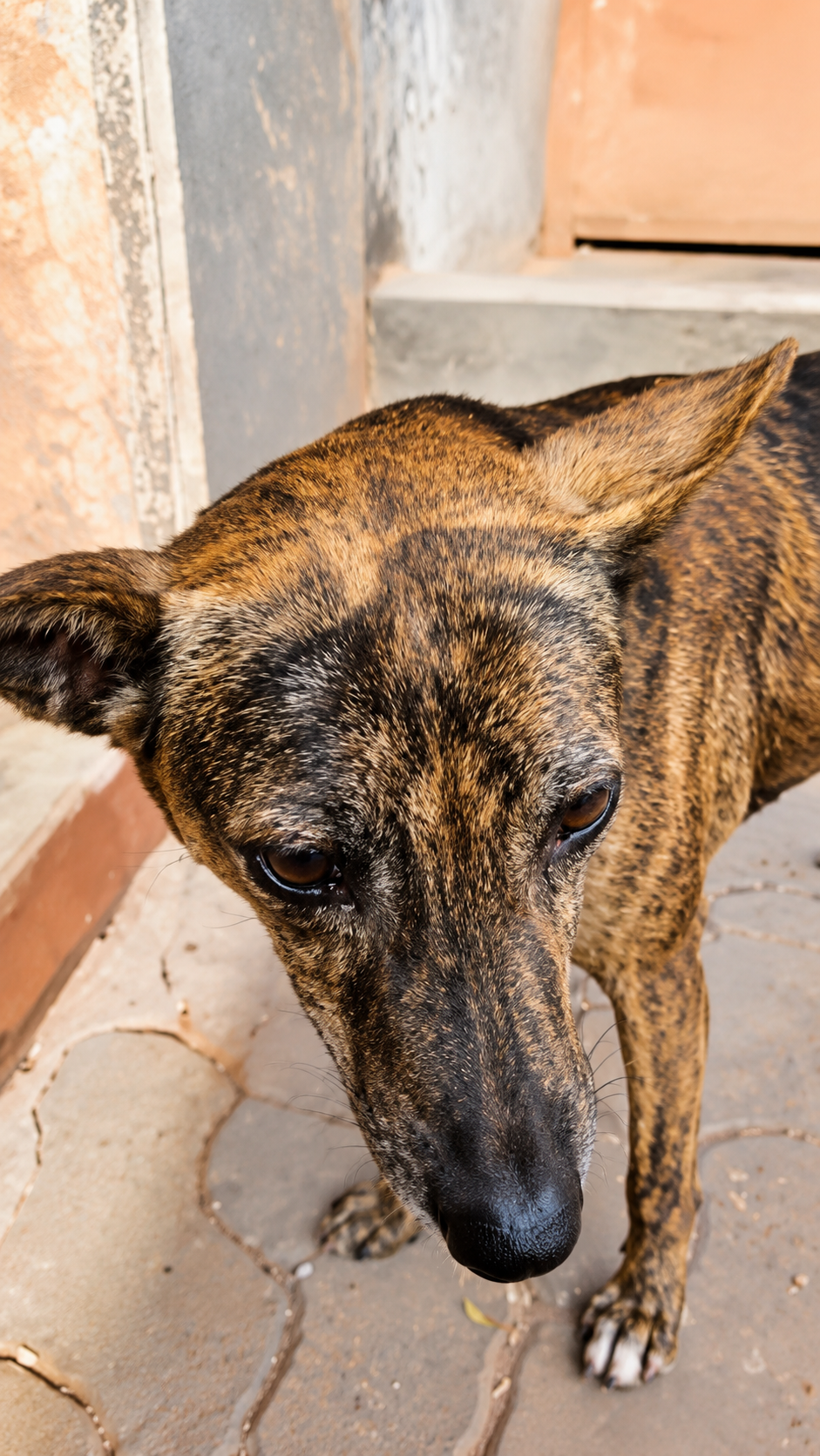 Close-up portrait of a rescued street dog