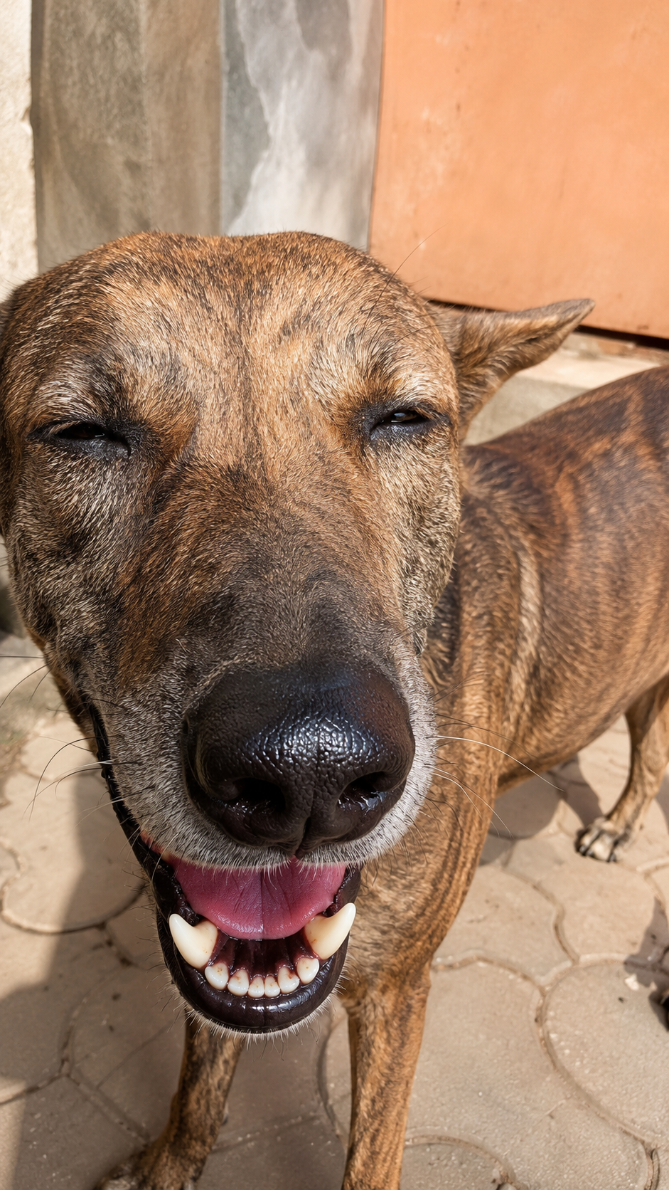 Street dog with mouth open, looking cheerful