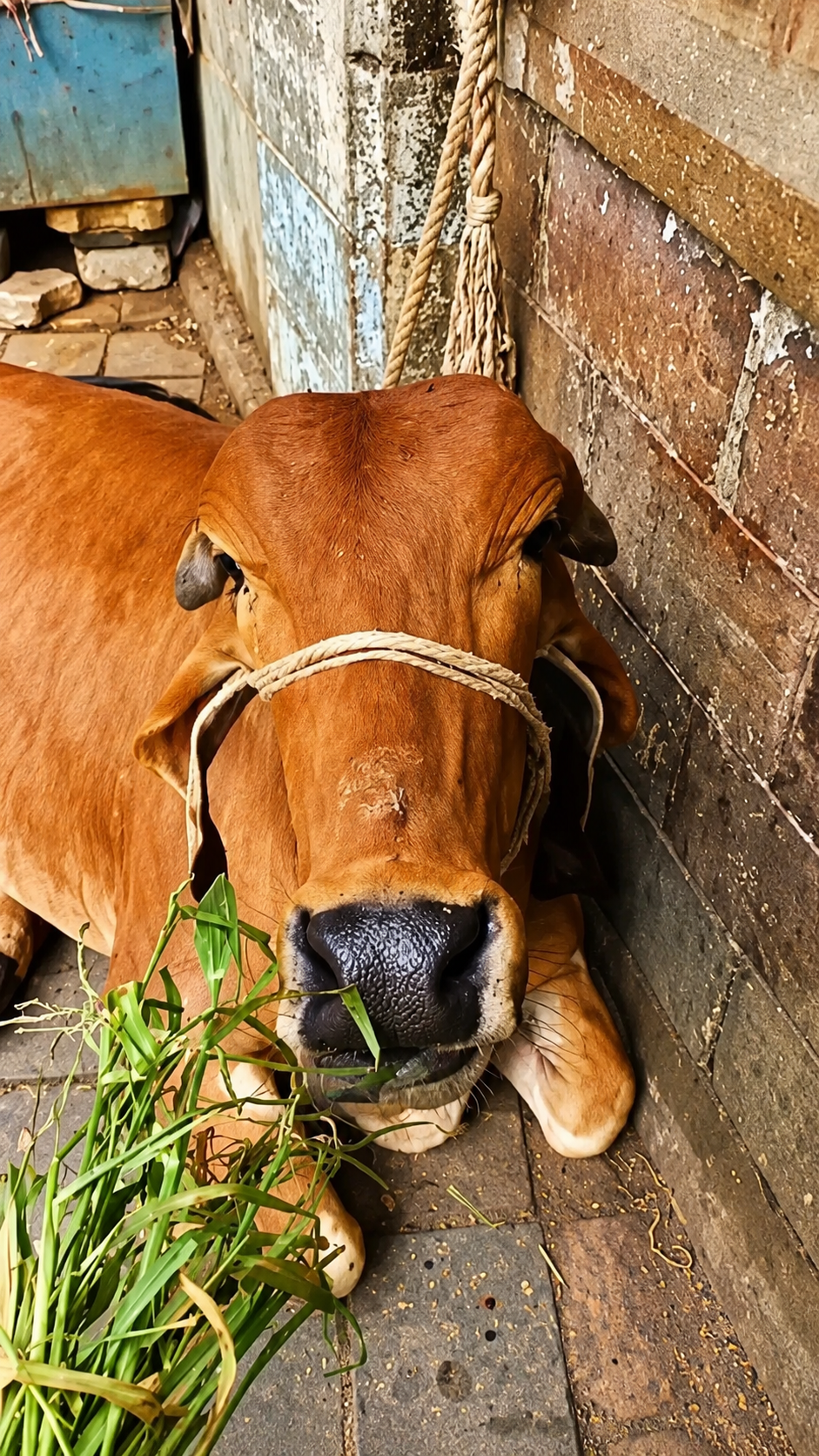 Volunteer feeding a street cow by hand