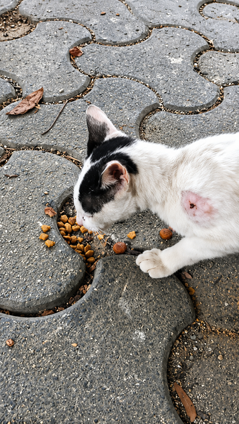 Cat eating food from a bowl on the pavement
