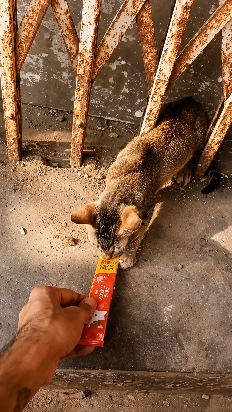 Volunteer hand-feeding a treat to a street dog