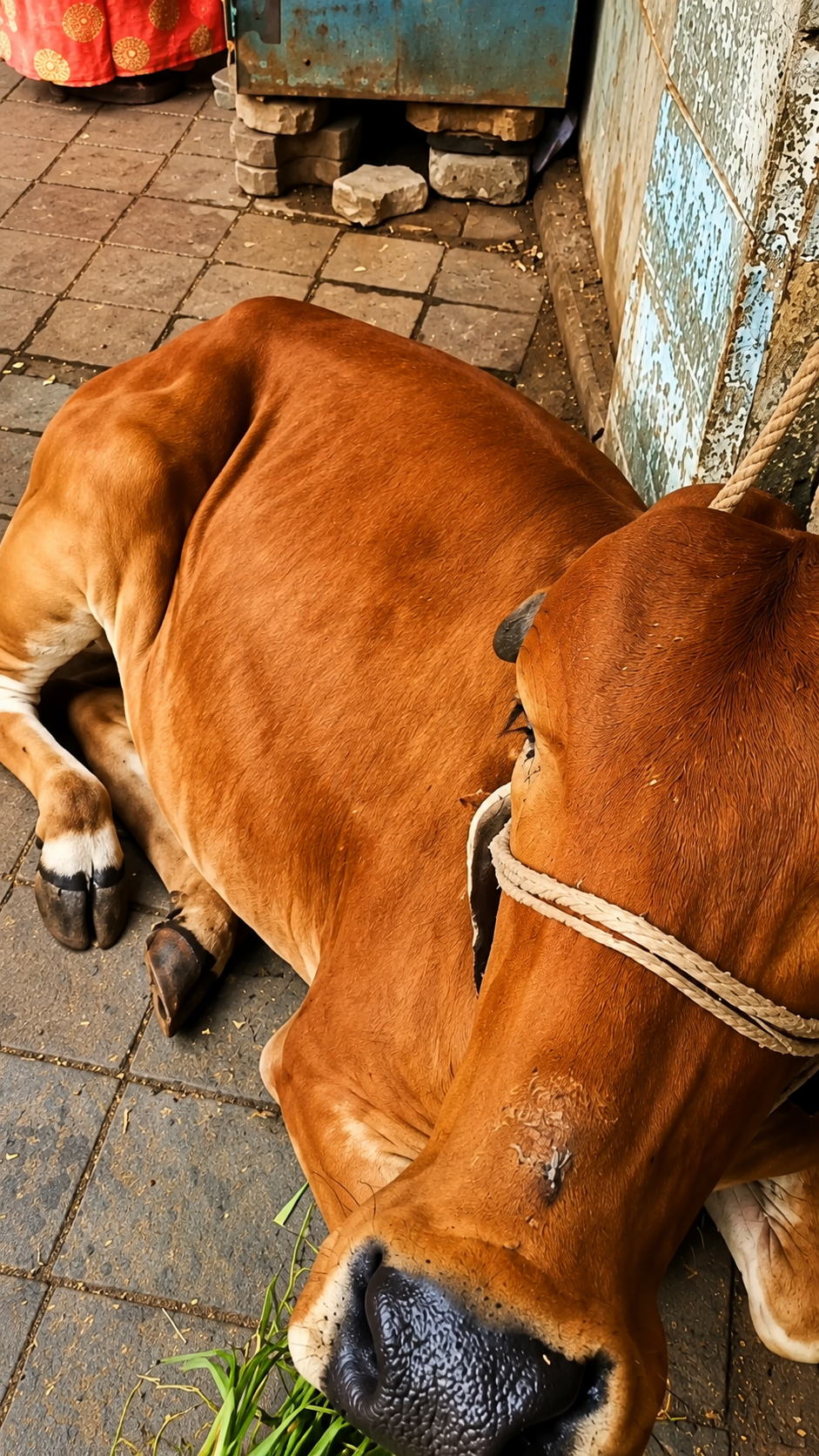 Street cow being fed near a roadside wall