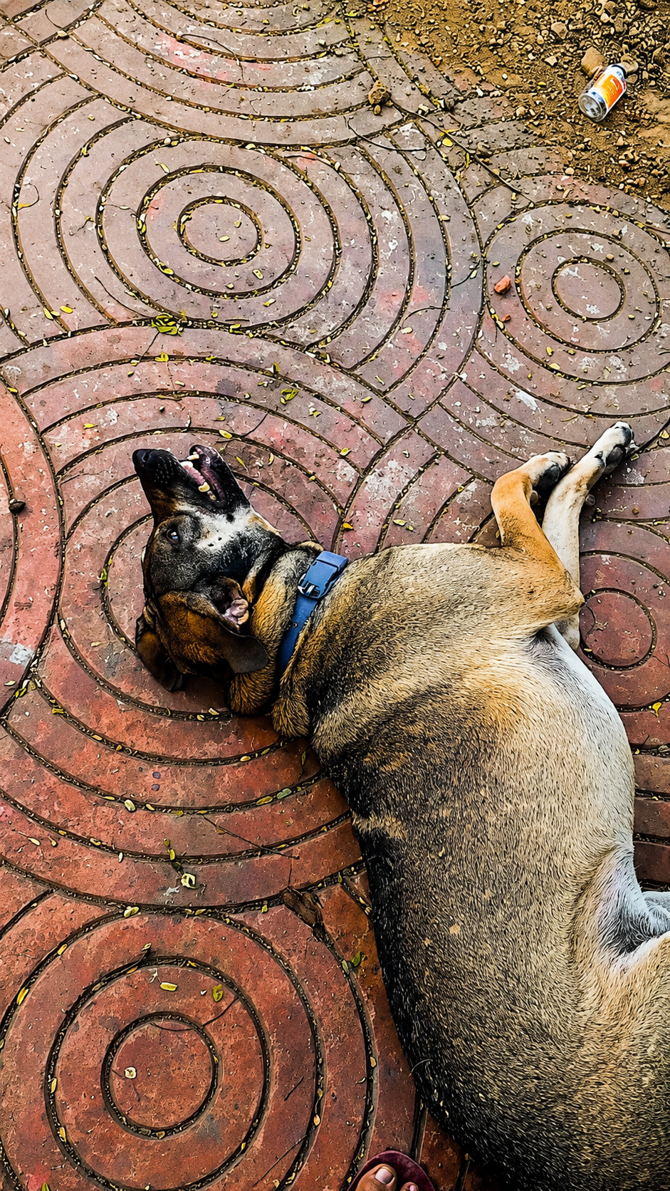 Dog resting on the ground outdoors