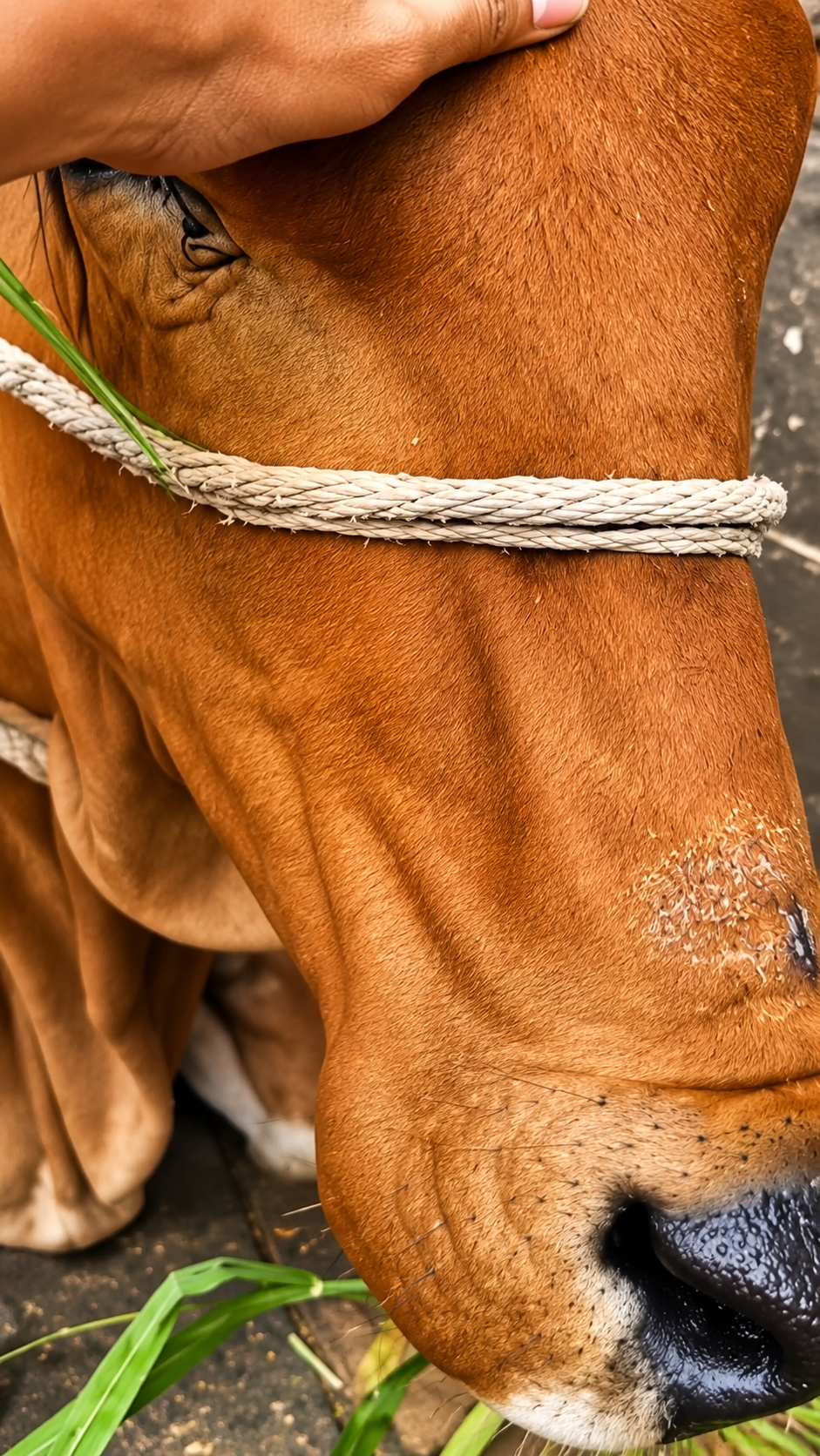 Street cow resting while being cared for by volunteers