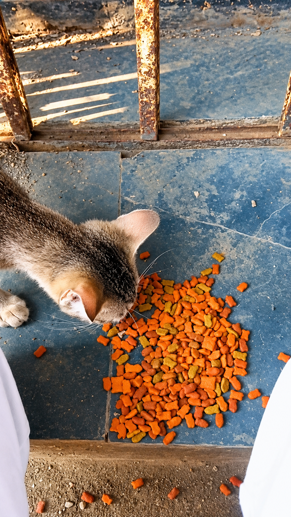 Cat eating from a food container outdoors