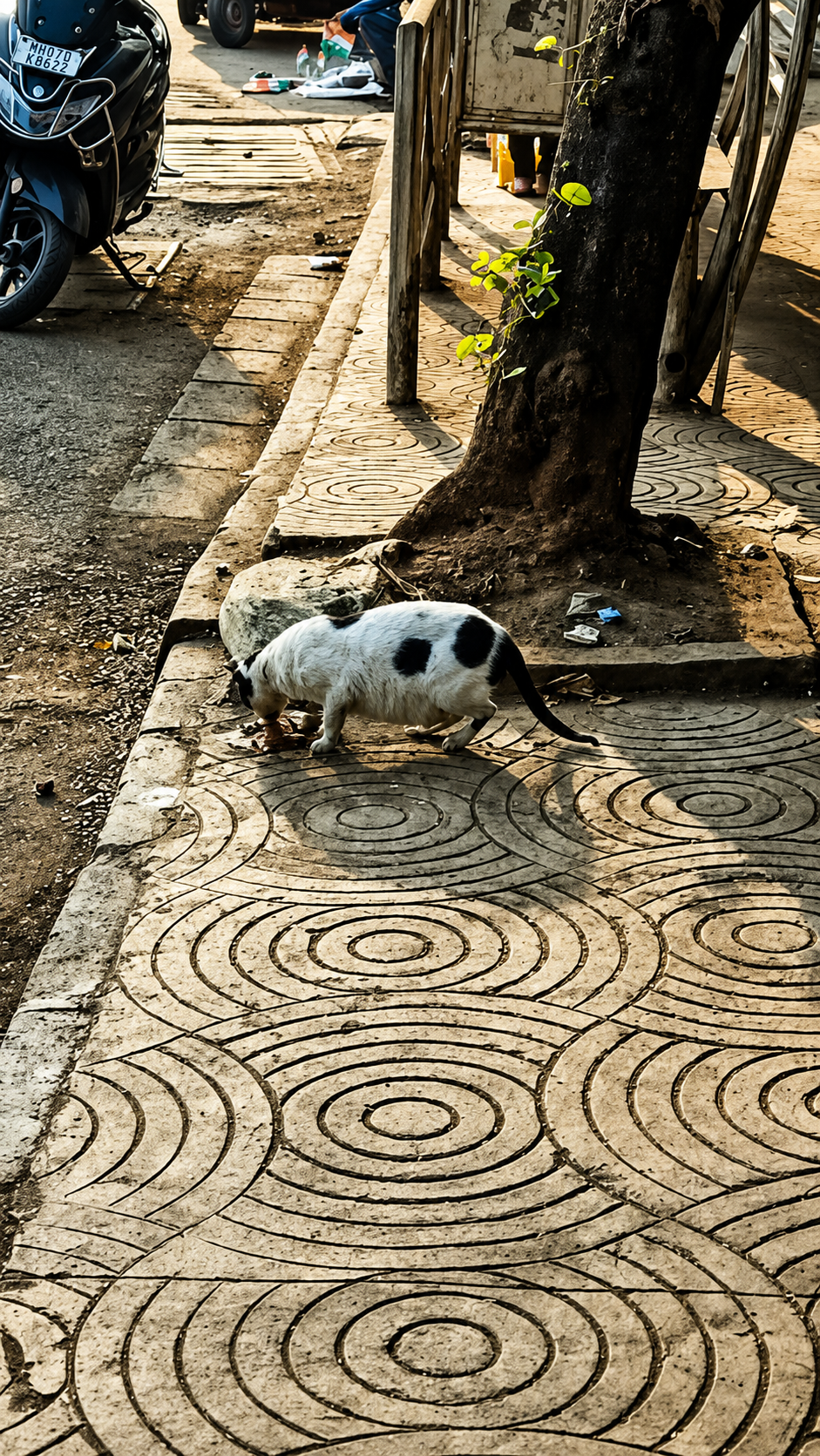 Street dog resting on a paved pathway