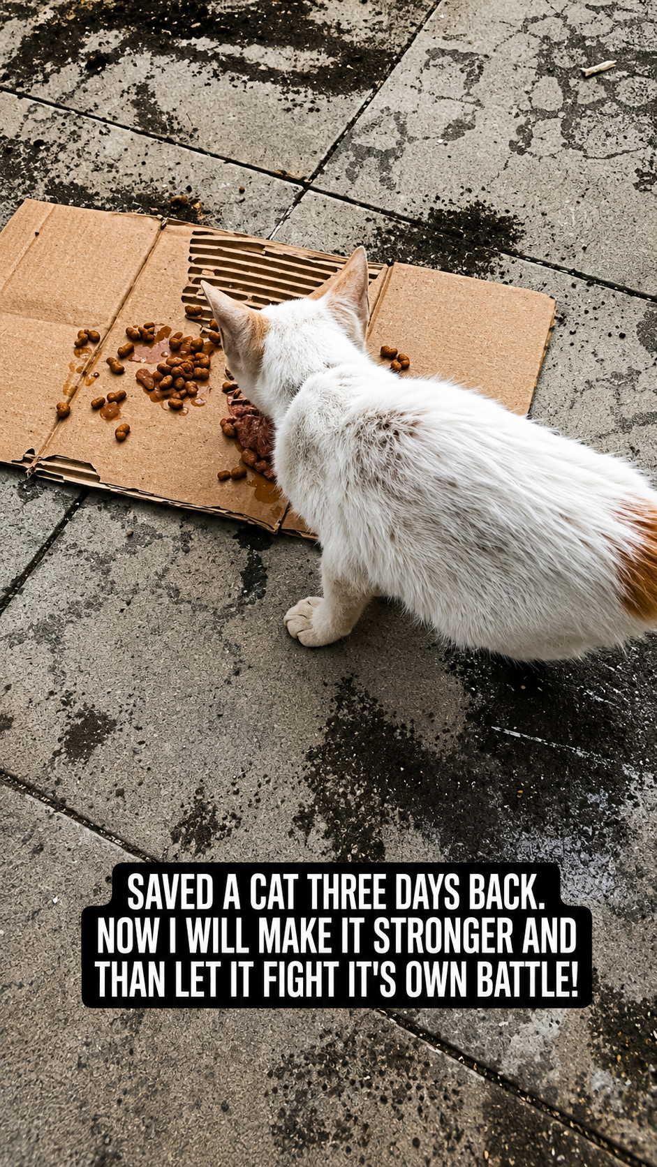 Street cat eating a meal, with a compassion quote overlay