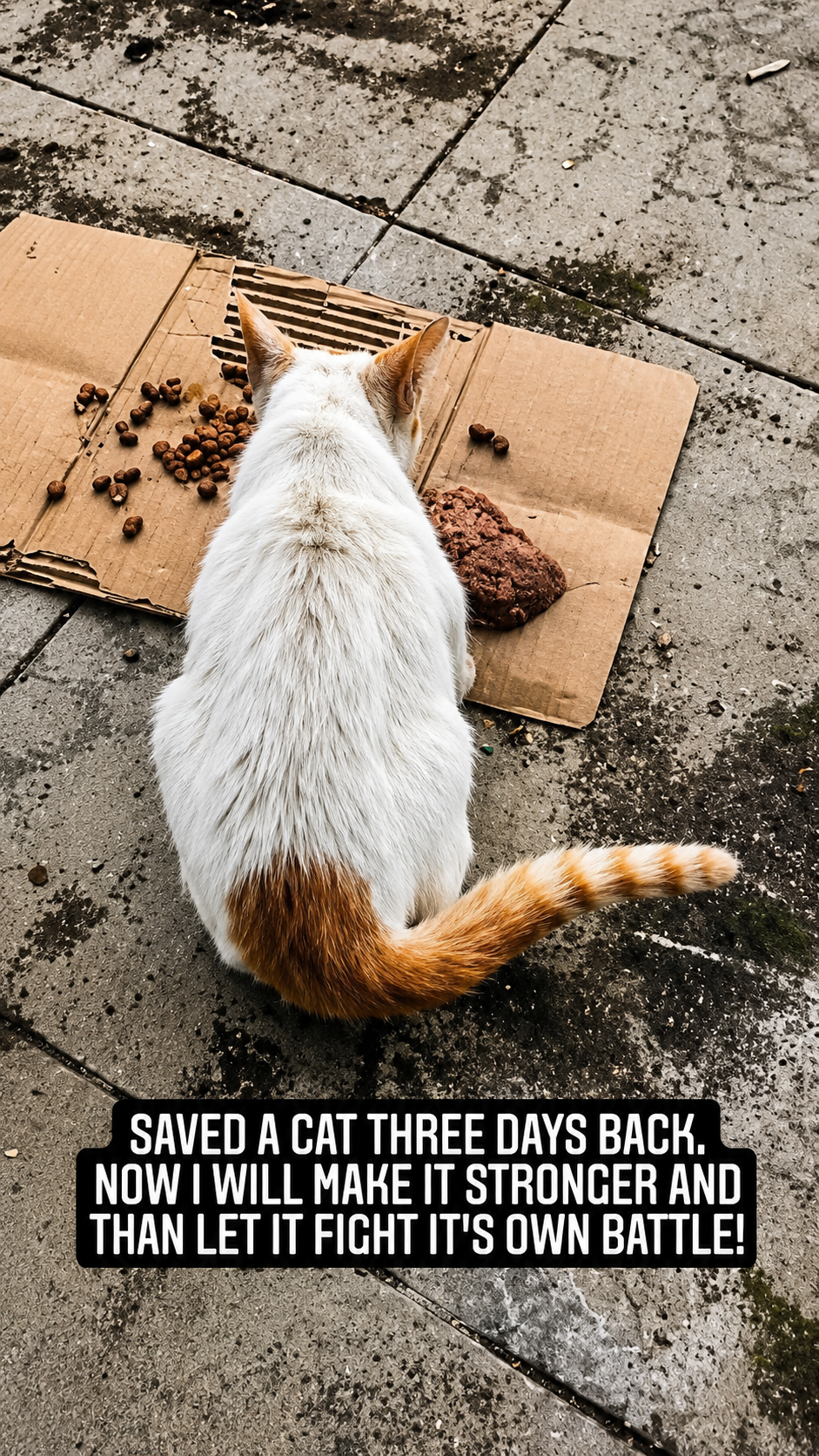 Street cat eating from a cardboard plate, with a quote overlay