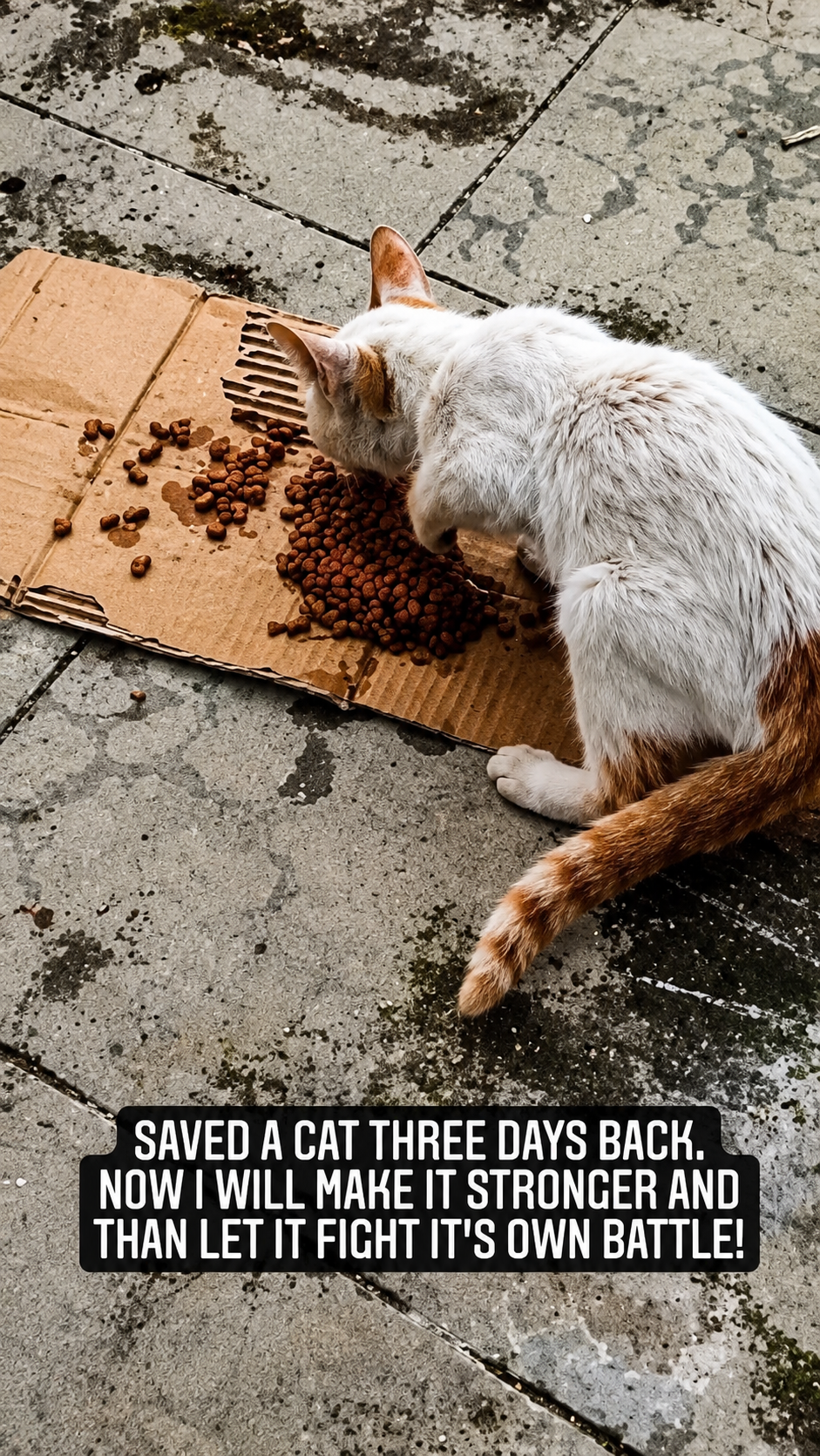 Street dog eating from a cardboard plate, with a quote overlay